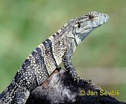 Black And White Striped Lizard Arizona Photo Of Leguan Cerny Black Iguana Schwarzer Leguan Ctenosaura Similis Jungle Cat World Iguana Amphibians