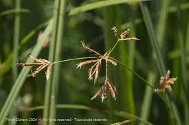Image result for Cyperus longus