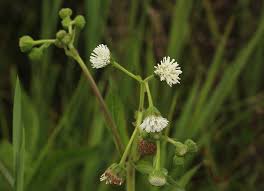 Image result for Adenostemma afrum