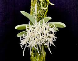 Image result for Summerhayesia zambesiaca