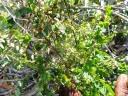 Image result for Phyllanthus nummulariifolius