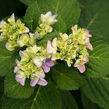 Hydrangea Flower Buds Dorothyleephotos Photos Photography Flowers Floral Homedecor Nature Natur Flowers Photography Nature Photography Hydrangea Flower