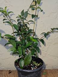 Image result for Sclerochiton