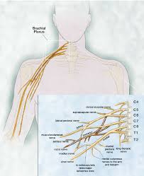 Maybe you would like to learn more about one of these? Anatomy Of The Brachial Plexus Download Scientific Diagram