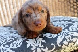I am, just what you need. Adorable Unique Miniature Dachshund Puppies Ready To Go Sandton Dachshund Puppies Dog Breeders Gallery