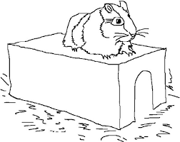 Find more guinea pig coloring page pictures from our search. Realistic Guinea Pig Coloring Pages Idee Per Computer