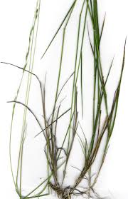 Image result for Ehrharta