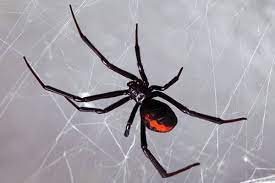 Find & download free graphic resources for black widow spider. Should I Be Worried About Black Widows Around My Sacramento Home