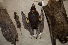 1998) and was rediscovered at carmen and catmon on cebu island in 2001 (pangutalan et al. Wider Image By Catching Bats These Virus Hunters Hope To Stop The Next Pandemic Reuters