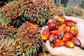 For the fiscal year ended 31 december 2020, simedarby plantation bhd revenues increased 8% to rm13.08b. Does The Rspo Have A Future Thepalmoil Com