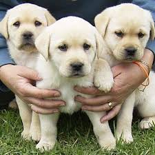 Look at pictures of labrador retriever puppies who need a home. Pets Puppies Lab Sale In Chennai Home Facebook