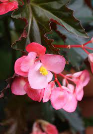 Plant Based Diet 16 Edible Flowers To Grow Gardenista Edible Flowers Plants Flowers