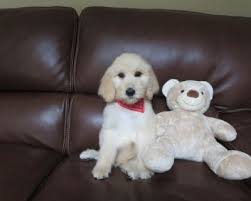 Get a boxer, husky, german shepherd, pug, and more on kijiji, canada's #1 local classifieds. Jp48wn59uaavvm
