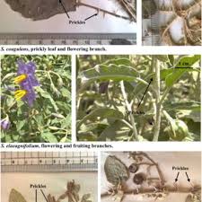 Image result for Solanum grossidentatum