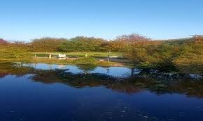 Petition Protection Des Arbres Du Parc De La Sevre A Vertou