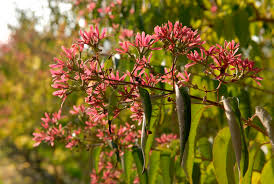 Maybe you would like to learn more about one of these? Heptacodium Miconioides Seven Son Flower Van Den Berk Nurseries