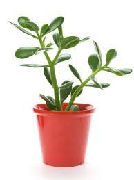 Feel the soil with your fingers to assess the moisture. Problems With Jade Plants Why Has My Jade Gone Limp