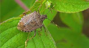 After about two weeks of feeding in the springtime, brown a terminix pest control professional can help you manage and remove any and all stink bugs that may have found their way into your home. New Zealand And Australia Stink Bug Warning 2019 2020 Skuld