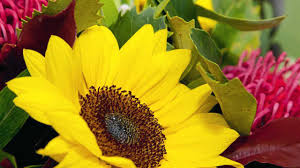 Of palmview village, formerly of malcomson street. Revealed The Top Florists In The Region The Courier Mail