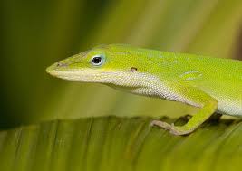 Image result for Anolis gemmosus