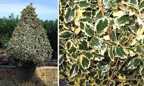Check spelling or type a new query. Ilex Aquifolium Argenteomarginata Variegated English Holly Extra Garden Plants Online