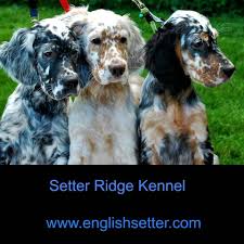 Black And White English Setter Puppies For Sale English Setter Puppies English Setter Dogs English Setter Puppies English Setter