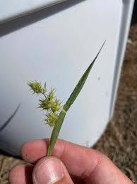 Image result for Cenchrus incertus