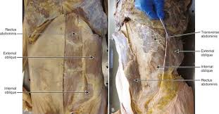 Check spelling or type a new query. Anatomy And Mechanics Of The Abdominal Muscles Musculoskeletal Key