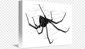 The black widow spider is a large widow spider found throughout the world and commonly associated with urban habitats or agricultural areas. Spider Web Latrodectus Hesperus Southern Black Widow Spider Insects Color Png Pngegg