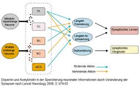 Den viser noen eksempler fra hverdagen, og trekker frem noen viktige. Synapse Wie Funktioniert Das Nervensystem