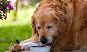 We did not find results for: How Most Healthy Raw Dog Foods Contain Deadly Superbugs That Could Harm You And Your Pet Daily Mail Online