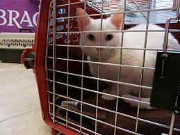 Low cost neutering for those receiving state benefits. The Catmobile Mrfrs The Merrimack River Feline Rescue Society