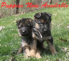 Maybe you would like to learn more about one of these? German Shepherd Puppies Wisconsin Adoption Pets Lovers