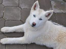 Perros cachorros husky siberiano blanco huskys siberiano. Nombres Para Husky Machos Y Hembras Te Encantaran