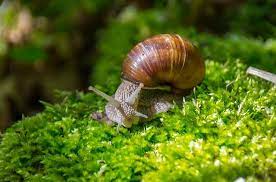 Nằm mơ thấy ốc đánh con gì- bắt được ốc bươu