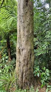Image result for Dacrydium cupressinum