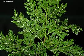 Image result for Vandenboschia