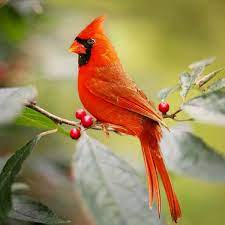 Red Birds North America A Birds Delight Animal Symbolism Bird Cardinal Birds