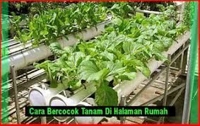 Kalau anda memiliki sedikit waktu luang, lahan untuk meletakkan pot, serta hobi bercocok tanam, maka anda bisa mencoba sendiri budidaya melon di halaman rumah anda sendiri dengan menggunakan pot ataupun polybag. Cara Bercocok Tanam Di Halaman Rumah Yang Sempit Desain Rumah