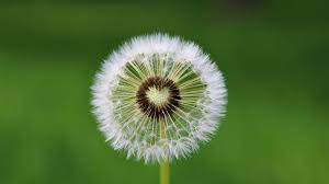 Find over 100+ of the best free dandelion images. Dandelion Flower Wallpaper 4k White Green Background Aesthetic Heart Flowers 2389