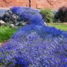 Image result for lobelia combine composition