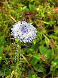 Image result for Crassocephalum picridifolium