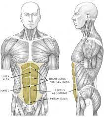 Muscles Of The Neck And Torso Classic Human Anatomy In Motion The Artist S Guide To The Dynamics Of Figure Drawing 2015