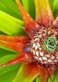 Image result for Maesobotrya