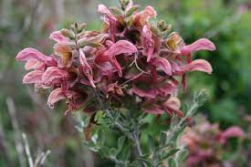 We did not find results for: Edible And Useful Salvias Organic Gardener Magazine Australia