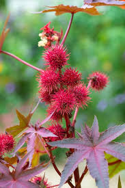 Image result for Ricinus communis