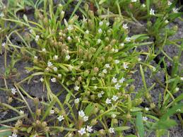 Image result for Limosella grandiflora