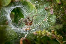 Meaning in the language of spider webs. Tips Bersihkan Sarang Laba Laba Di Rumah Ini Tandanya Jika Berbahaya Semua Halaman Idea