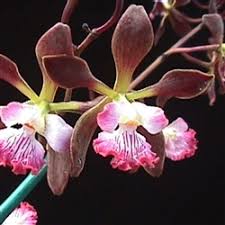 Image result for Seidelia