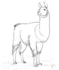 Llama Coloring Page Art Llama Images Animal Drawings